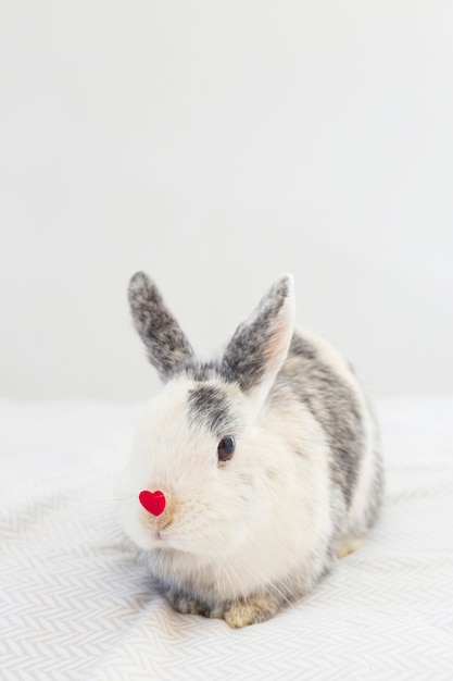 鼻に装飾的な赤い心のウサギ 無料の写真
