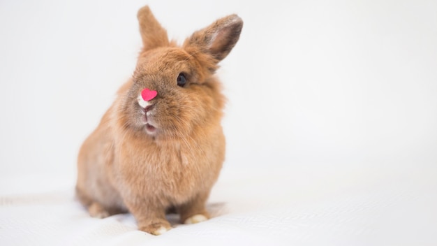 鼻に装飾的な赤い胸を持つウサギ プレミアム写真