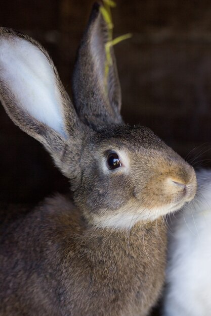 Premium Photo | Rabbit with pink ears on the background of other ...