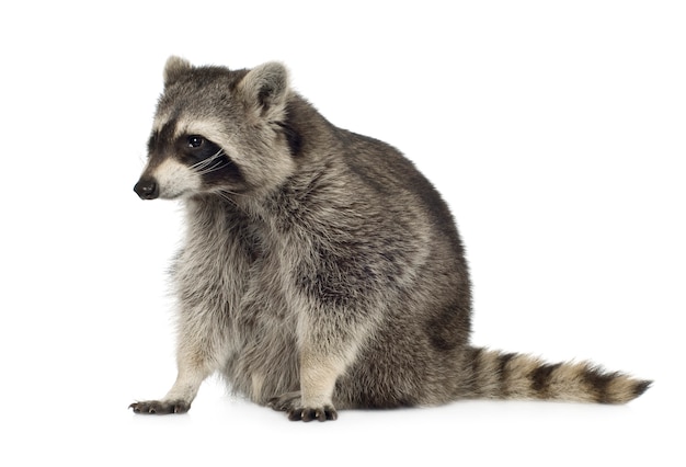 Premium Photo | Raccoon (9 months) - procyon lotor isolated