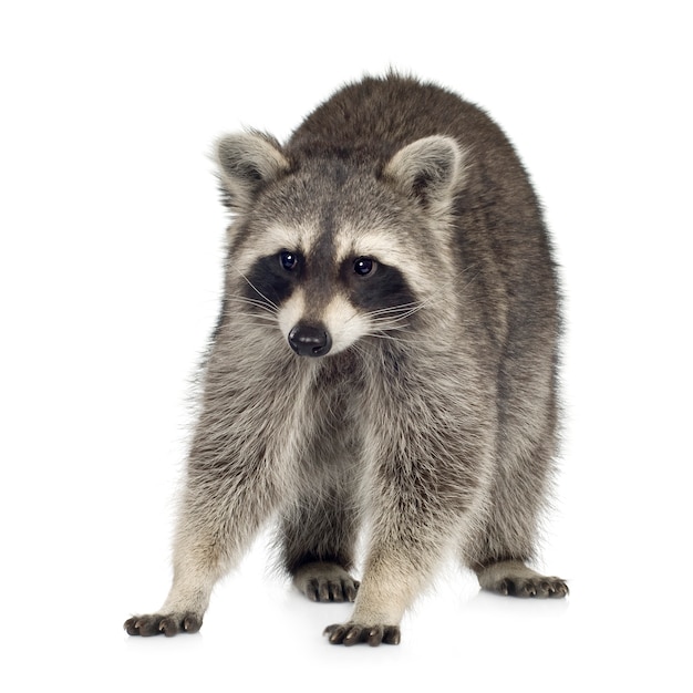 Premium Photo | Raccoon (9 months) - procyon lotor isolated