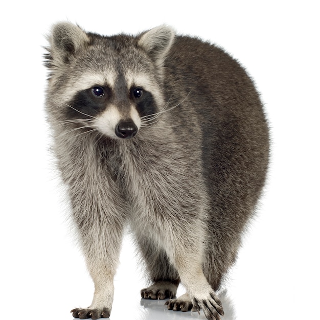 Premium Photo | Raccoon (9 months) - procyon lotor isolated