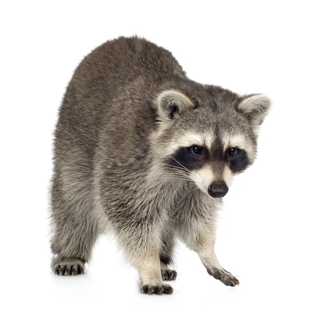 Premium Photo | Raccoon (9 months) - procyon lotor isolated