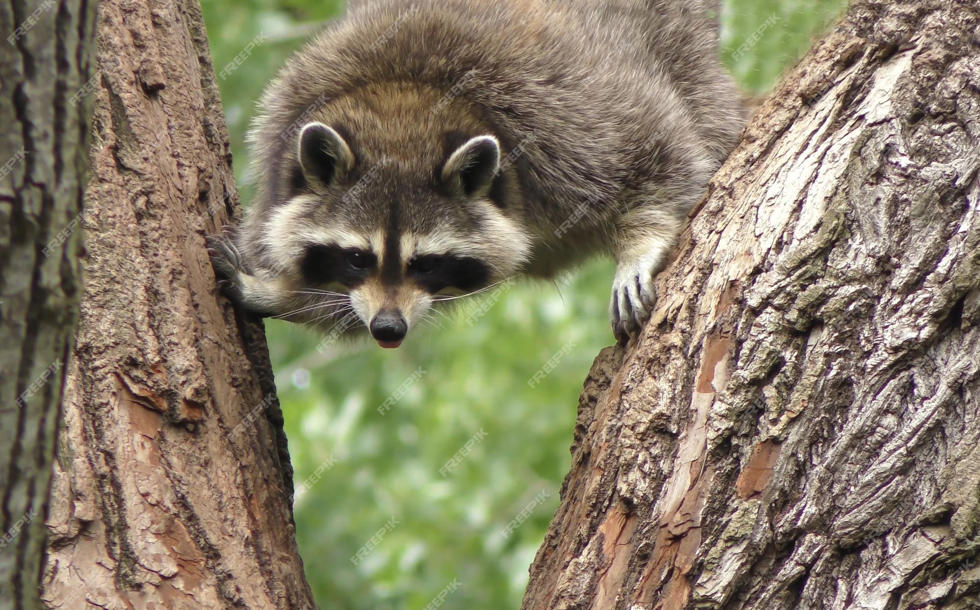 Premium Photo | A raccoon climbing a tree