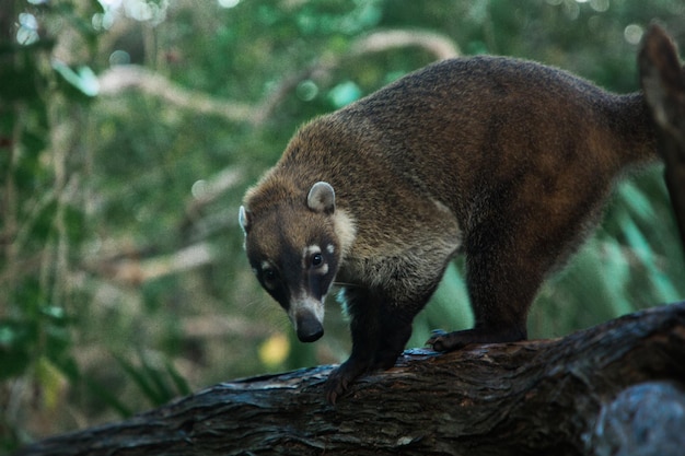 Premium Photo | Raccoon coati nosuha nasua narica in the yukotan nature