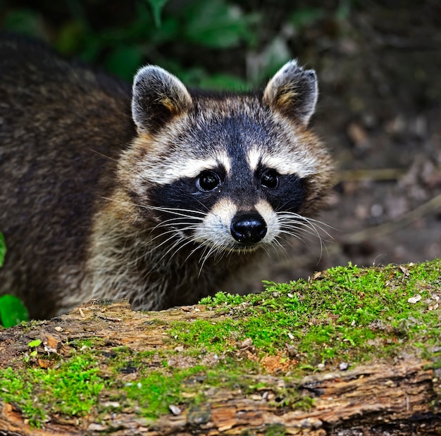 Premium Photo | Raccoon in the forest in the natural environment