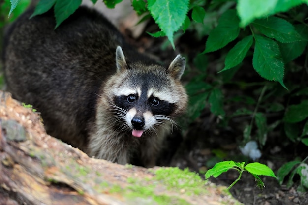 Premium Photo | Raccoon in the forest in the natural environment