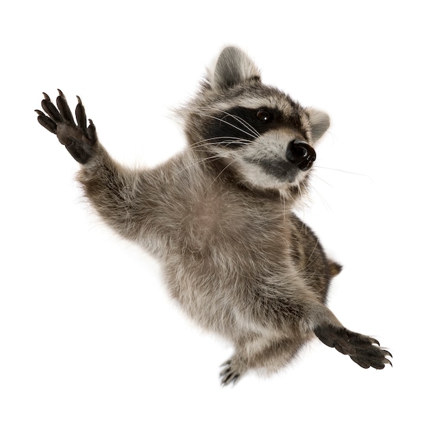 Raccoon standing on hind legs | Premium Photo