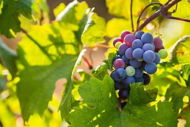 Premium Photo | Raceme of the primitivo di manduria grape, organic ...