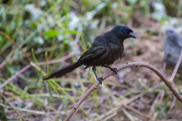 Premium Photo | Racket-tailed treepie. (crypsirina temia)