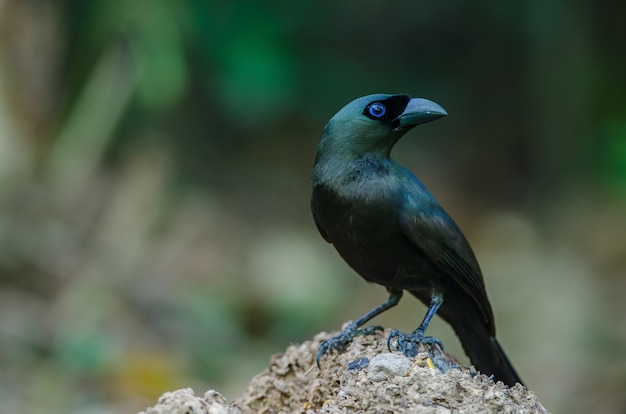 Premium Photo | Racket tailed treepie.(crypsirina temia)