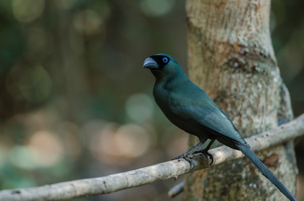 Premium Photo | Racket tailed treepie.(crypsirina temia)