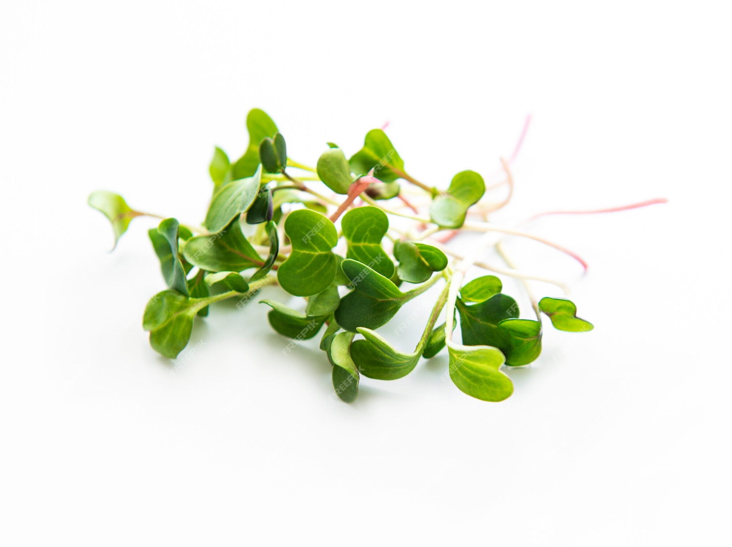 Premium Photo | Radish micro greens