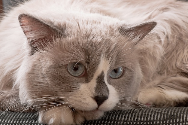 Free Photo | Ragdoll breed of cat face close-up