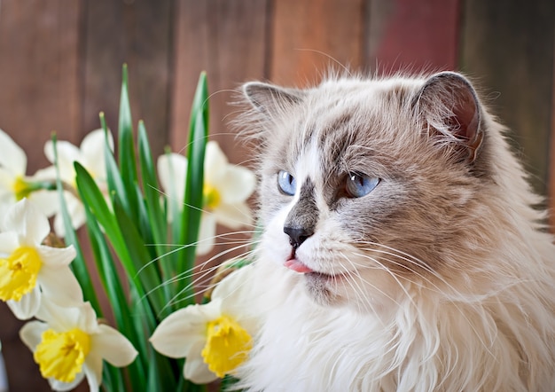 ラグドール猫の品種と水仙の花瓶  無料の写真