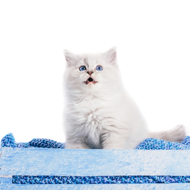 ラグドール猫 白い背景の上の小さな子猫の肖像 プレミアム写真