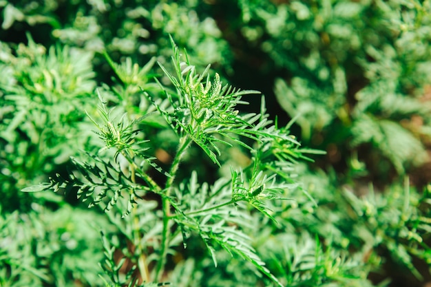 Allergen Ambrozii Yadovityj Myatlik Cvetushij Kust Ambrozii Allergiya Na Ambroziyu Ambroziyu Cvetushaya Pylca Polyninolistnoj Yavlyaetsya Opasnym Allergenom Na Lugu Premium Foto