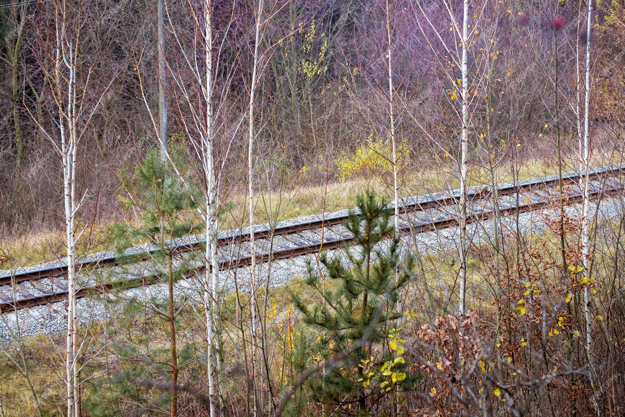 Premium Photo | A railroad in the woods by autumn trees