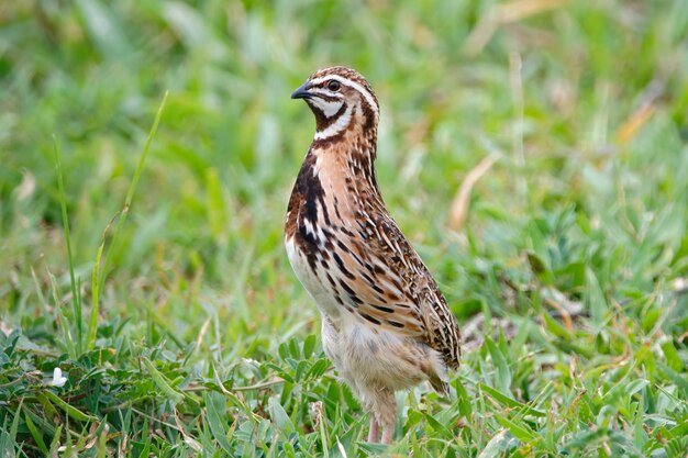 Premium Photo | Rain quail coturnix coromandelica beautiful male birds ...