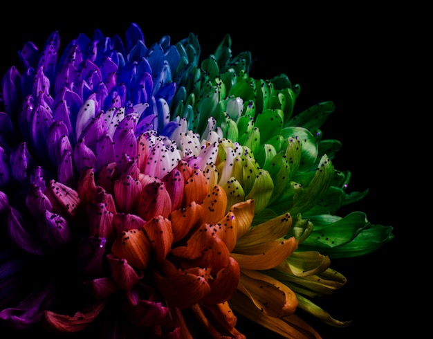 Premium Photo | Rainbow colored dahlia.