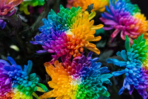 Premium Photo | Rainbow daisies chrysanthemum rainbow flower bouquets