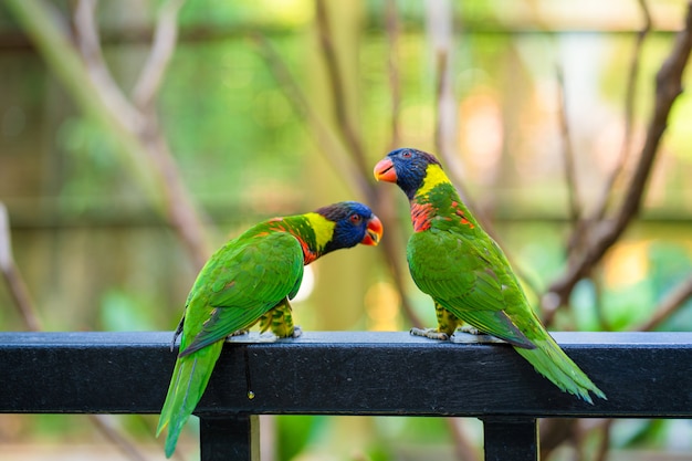 緑豊かな公園で虹ロリキートオウム バードパーク 野生生物 プレミアム写真