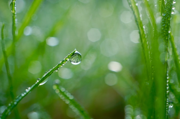 Premium Photo | Raindrop on the green grass in rainy days in winter ...