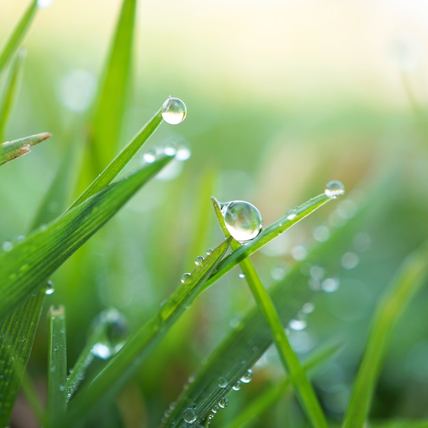 Premium Photo | Raindrops on the green grass plant in the garden