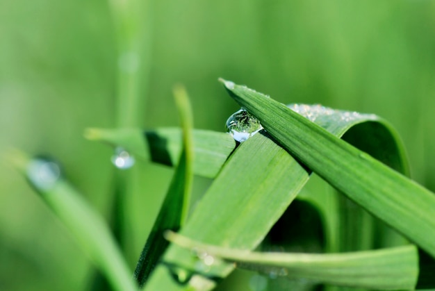 Premium Photo | Raindrops on herb