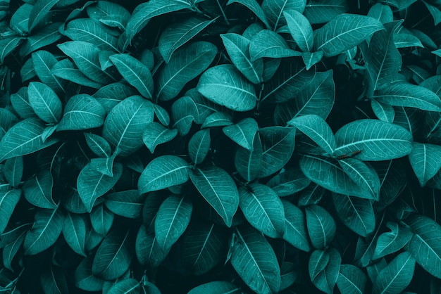 Premium Photo | Rainy season water drop on lush green foliage in rain ...