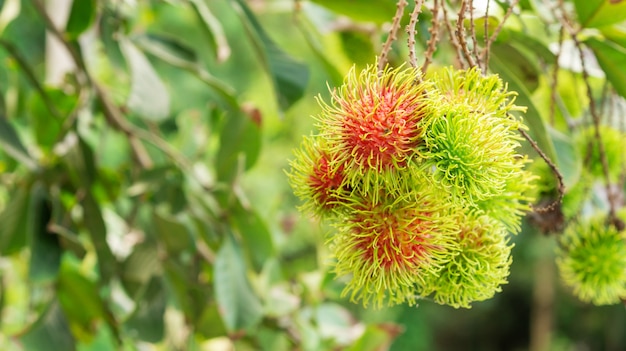 Premium Photo | Rambutan fruit in an orchard.