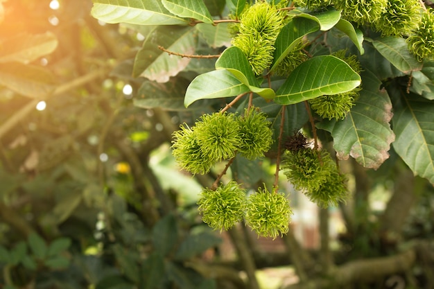 Premium Photo Rambutan Fruit On Plant