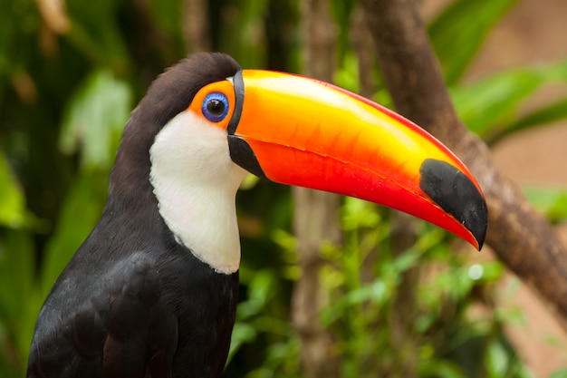 Premium Photo | Ramphastos toco - toucan