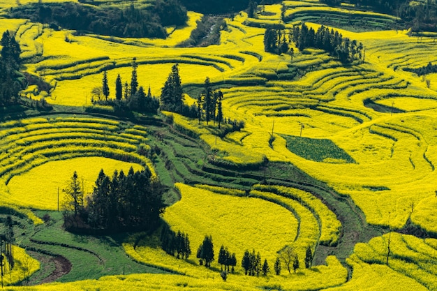 中国羅平県のカタツムリ農場ルオシチアン畑の菜の花 プレミアム写真