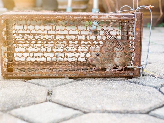 Rat is trapped in a trap cage Premium Photo