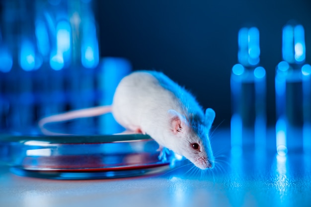 Premium Photo Rat In Laboratory