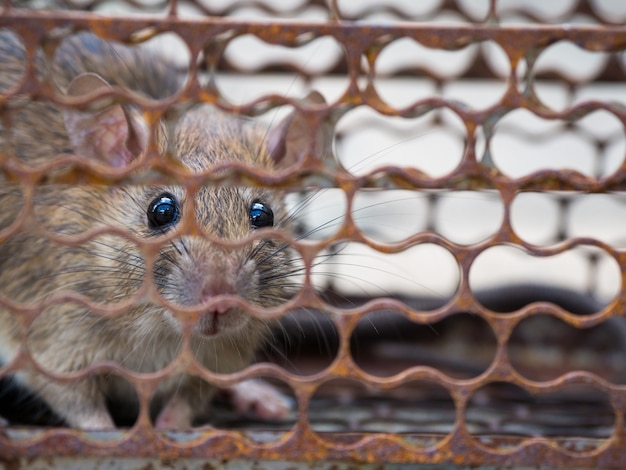 Premium Photo | The rat was in a cage catching. rat has contagion the ...