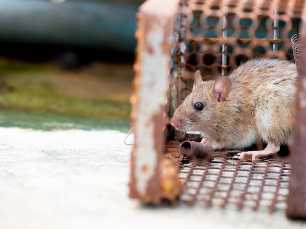 The rat was in a cage catching a rat the rat has contagion the disease to humans Premium Photo