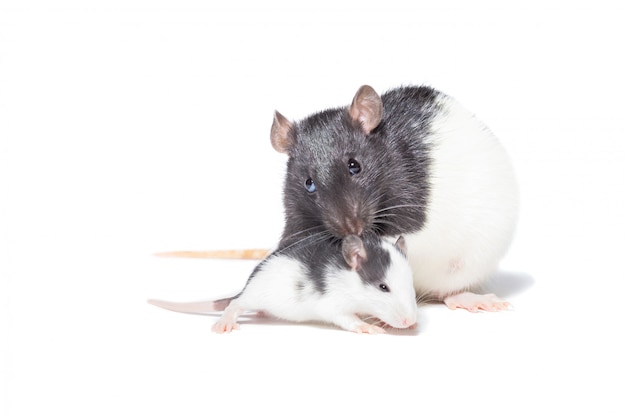 Premium Photo | Rat on white background