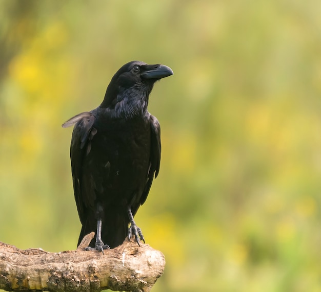 Premium Photo | Raven perched in a branch