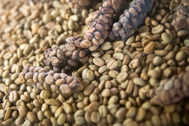 Premium Photo | Raw kopi luwak coffee beans on coffee farm