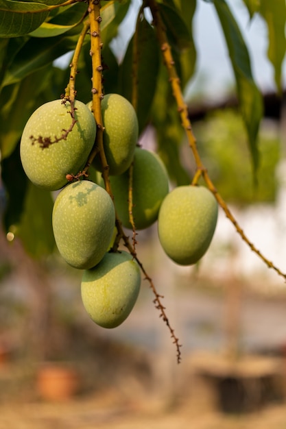 Premium Photo | Raw wild green mangoes hanging on branch, close-up