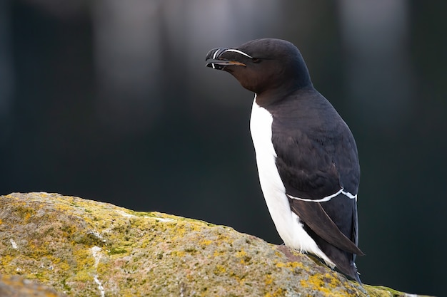 Premium Photo | Razorbill calling with open beak and standing on a rock