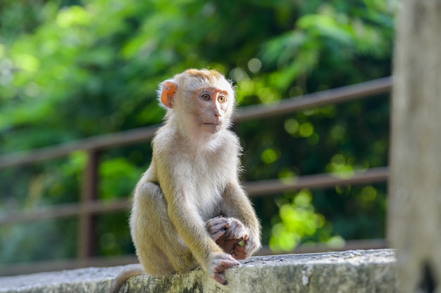 Premium Photo | Real monkey inpark, portrait close up