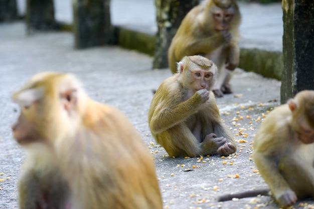 Premium Photo | Real monkey inpark, portrait close up