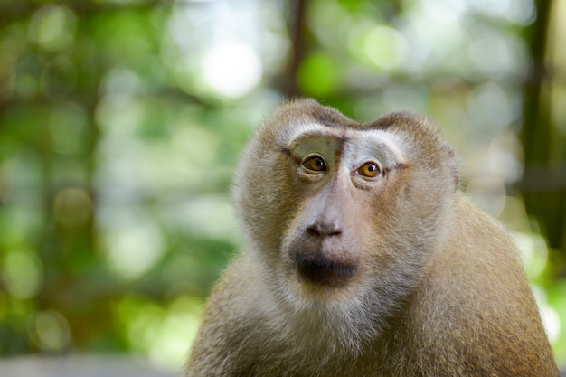 Premium Photo | Real monkey inpark, portrait close up