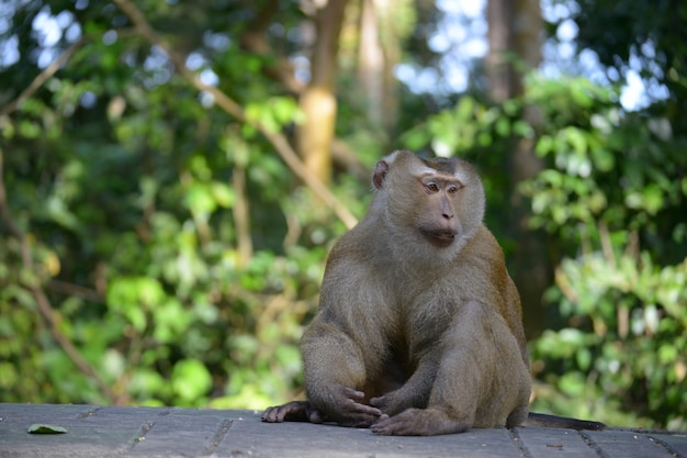 Premium Photo | Real monkey inpark, portrait close up