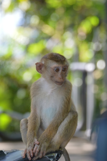 Premium Photo | Real monkey in park, portrait close up