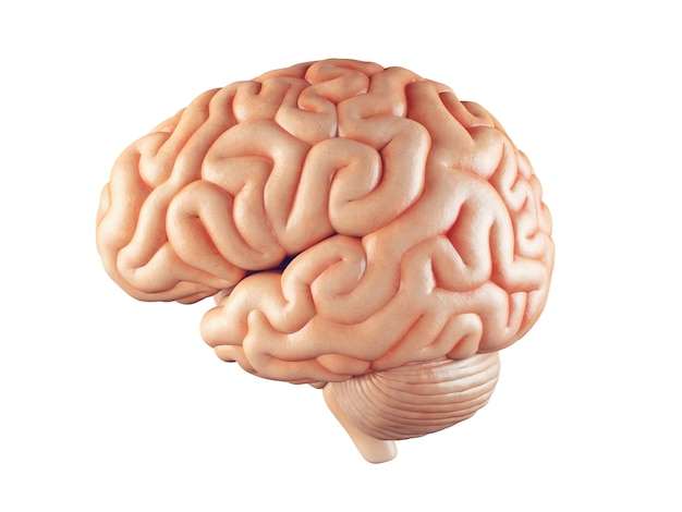 Realistic brain illustration | Premium Photo