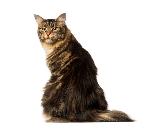 Premium Photo | Rear view of a maine coon looking back